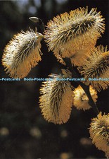 D169107 Weidenkatzchen. Deutsches Jugendherbergswerk. Kalender Wandern. 90. Zügel