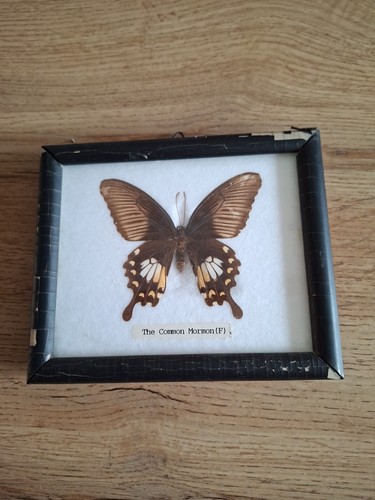 Bild echter schmetterling - echter,