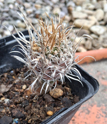 Toumeya papyracantha sb1914 - toumeya,