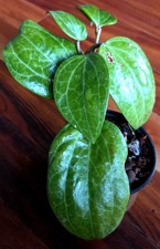RARE Large Hoya sp Sarawak