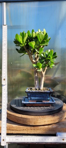 Crassula ovata bonsai - crassula,