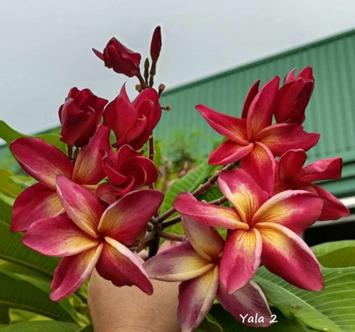 Frangipani plumeria yala - frangipani,