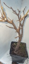 Bonsai,  Bergahorn  , Acer pseudoplatanus  im 2 Liter Topf