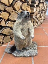 Murmeltier Tierpräparat Murmel stehend