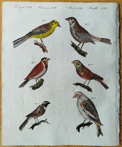 Vögel ammer bertuch - vögel,