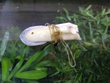 Messer,Jagdspitze,Inuit Sammlung