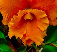 Cattleya siam orange pearl new - cattleya,