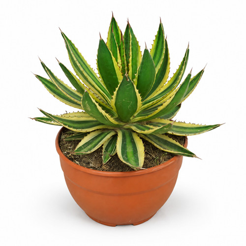 Agave lophanta quadricolor - ,
