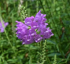 800 Samen Drachenkopf