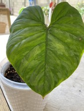 Philodendron majestic cutting - majestic,