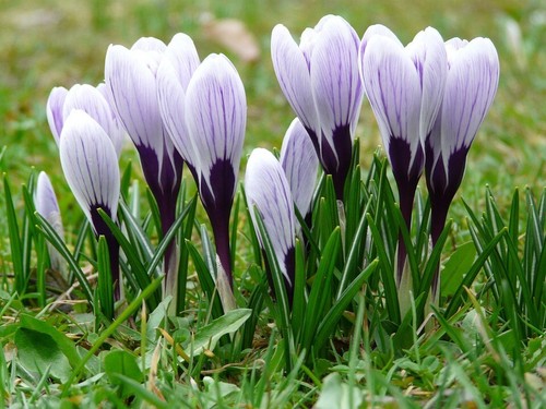 Winterharte schwarze krokusse - winterharte,