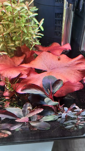 Tigerlotus aquarium pflanzen - ,