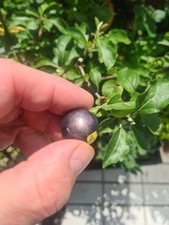 Sternsaphir Kugel (A: 98 ct,  ca. 21.2 mm) schwarz mit schönen Sternen