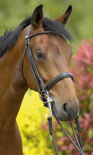 % Stübben Kandarenzaum Carlow schwarz rundgenäht UVP €329,00 %