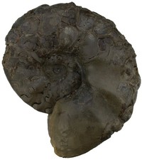 Trias ceratites sublaevigatus - trias,