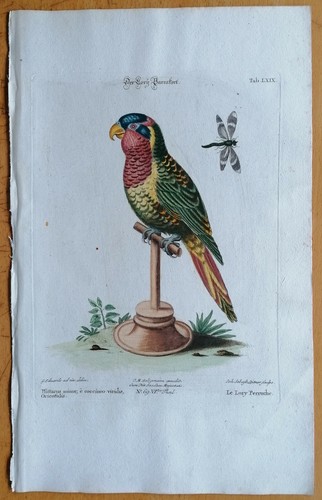 Seligmann kupferstich vögel - seligmann,