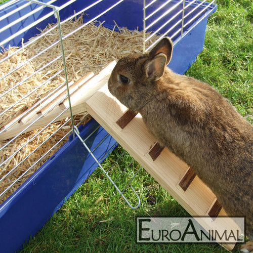 Kaninchen nager brücke - kaninchen,
