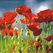 3 Servietten ~ Frühling, Blumenwiese, scharlachrote Mohnblumen ~ 33x33