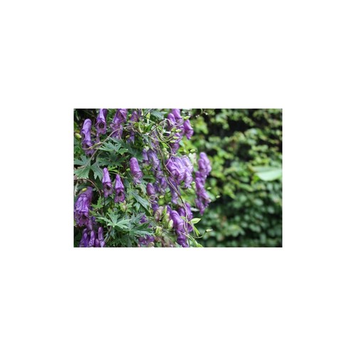 Rankender eisenhut aconitum - rankender,