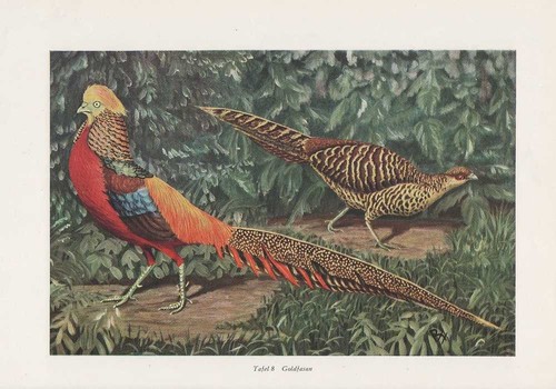 Goldfasan chrysolophus pictus - goldfasan,