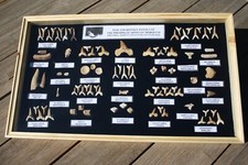 Fossiliensammlung im Schaukasten mit Fisch- und Reptilienfossilien