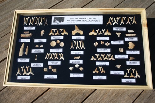 Fossiliensammlung - , im