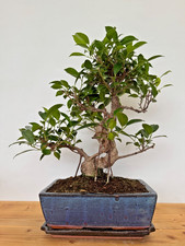 Zimmerbonsai ficus retusa - zimmerbonsai,