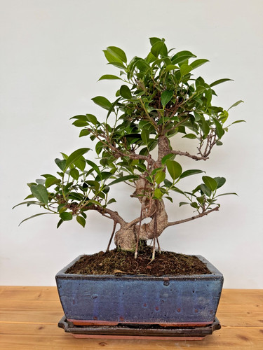 Zimmerbonsai ficus retusa - zimmerbonsai,