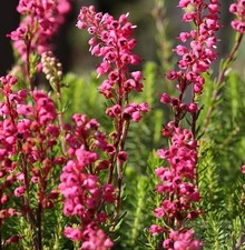 10x Englische Heide Kramers