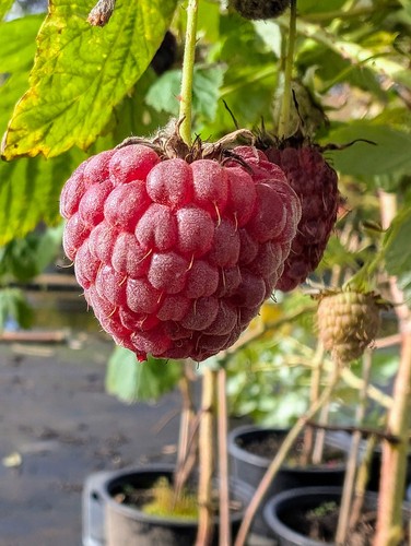 Himbeere tula magic - himbeere,