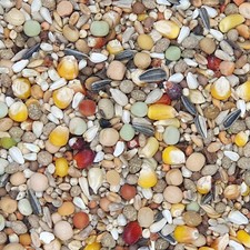 Mifuma - Zucht + Mauser