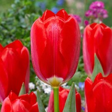 Fosteriana-Tulpe Red Purissima Gr.11/12 Rot (10 Blumenzwiebeln)