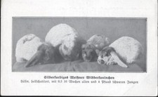 20069191 - 4 silberfarbene Meissner Widderkaninchen, Rasse, race-rabbits,Dr. F.