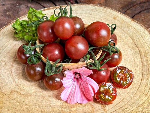 Black opal cocktailtomate - -,