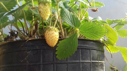 Gelbe erdbeeren sehr süße - gelbe,