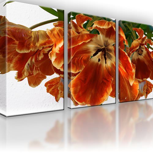 Blume natur bild teilig - blume,