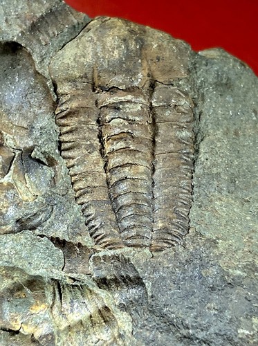 Ellipsocephalus hoffi
