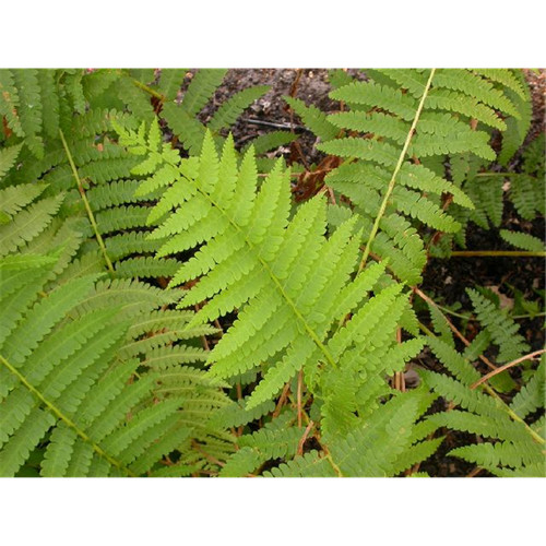 Dryopteris filix mas - dryopteris, filix-mas