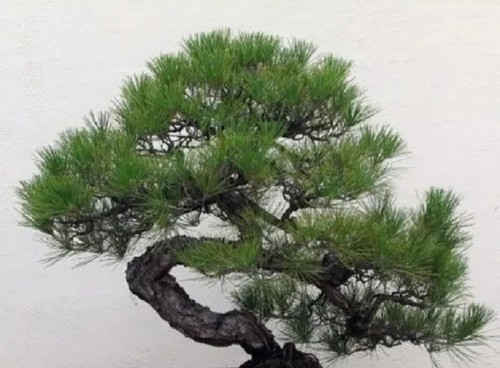 Japanische schwarzkiefer - japanische,