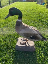 Stockente Erpel Präparat Ente