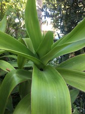 Three 8 inches Callisia