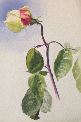 Fritz berger blumenstudie - berger,