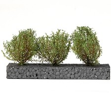 3x Hohe dunkelgrüne Büsche