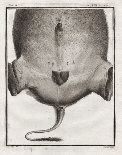 Büffel buffalo anatomy - büffel,