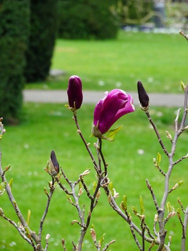 Magnolie susan magnolia - magnolia,