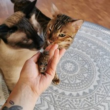 Katzenspielzeug Rafa Ratte