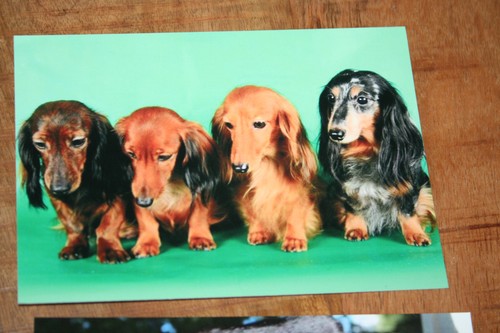 Hunde postkarte von poster xxl - hunde,