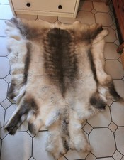  Rentierfell. Sehr groß und