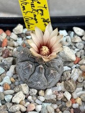 Gymnocalycium prochazkianum