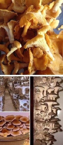 Pilze set shitake - +, pioppino